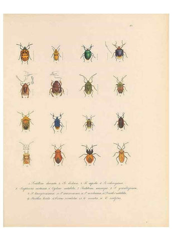 Reproducción/Reproduction 49430834233: Delectus animalium articulatorum :. Monachii :Impensis Editoris,1830-1834.. 