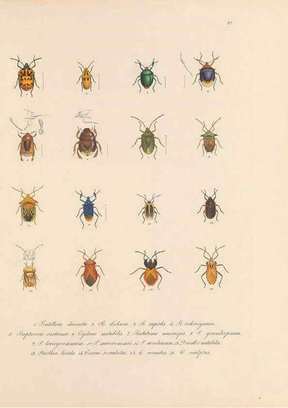 Reproducción/Reproduction 49430834233: Delectus animalium articulatorum :. Monachii :Impensis Editoris,1830-1834.. 