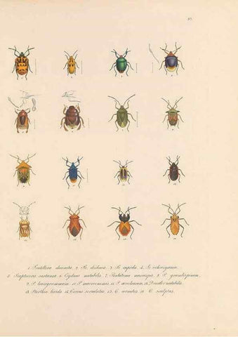 Reproducción/Reproduction 49430834233: Delectus animalium articulatorum :. Monachii :Impensis Editoris,1830-1834.. 