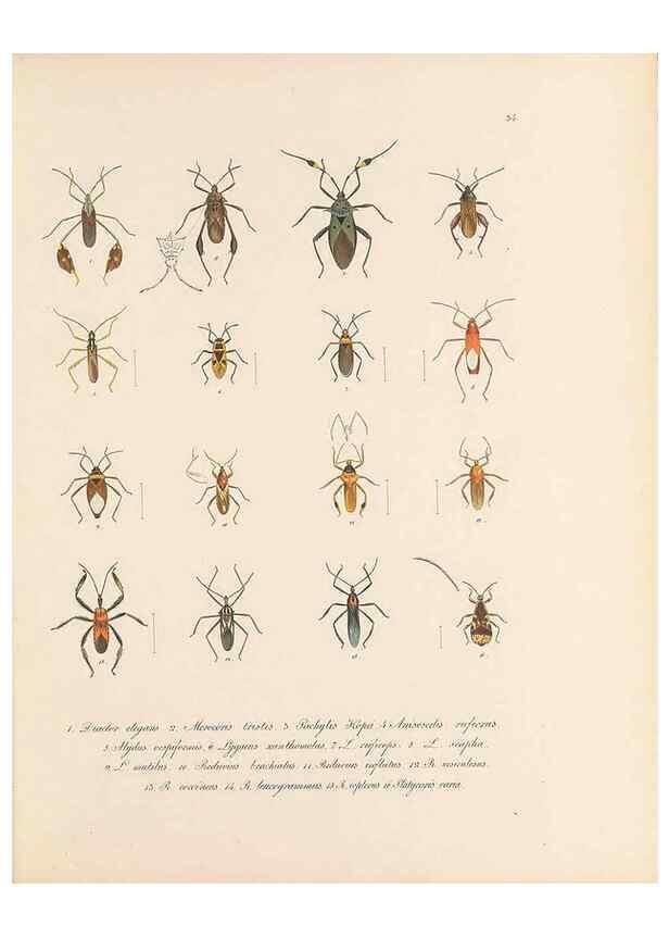 Reproducción/Reproduction 49431533017: Delectus animalium articulatorum :. Monachii :Impensis Editoris,1830-1834.. 