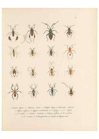 Reproducción/Reproduction 49431533017: Delectus animalium articulatorum :. Monachii :Impensis Editoris,1830-1834.. 