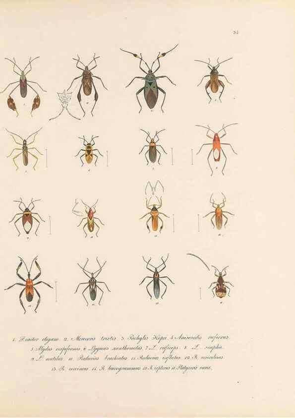 Reproducción/Reproduction 49431533017: Delectus animalium articulatorum :. Monachii :Impensis Editoris,1830-1834.. 