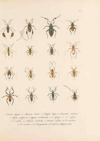 Reproducción/Reproduction 49431533017: Delectus animalium articulatorum :. Monachii :Impensis Editoris,1830-1834.. 