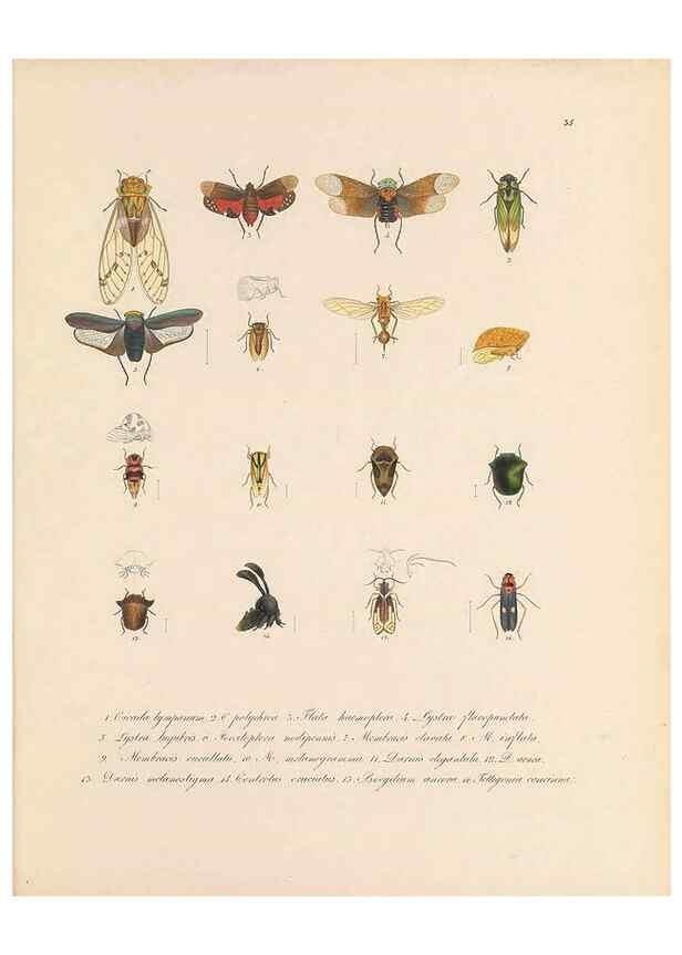 Reproducción/Reproduction 49430834858: Delectus animalium articulatorum :. Monachii :Impensis Editoris,1830-1834.. 