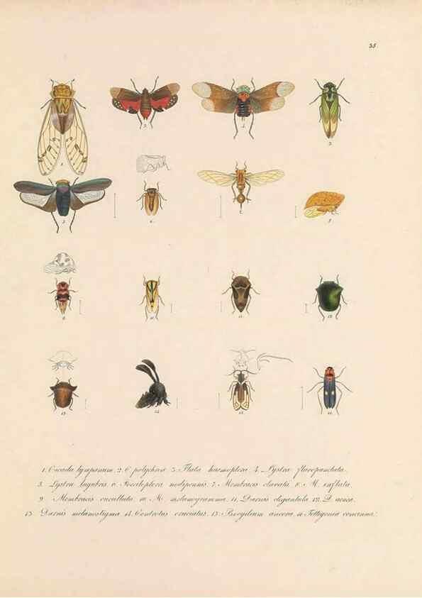 Reproducción/Reproduction 49430834858: Delectus animalium articulatorum :. Monachii :Impensis Editoris,1830-1834.. 