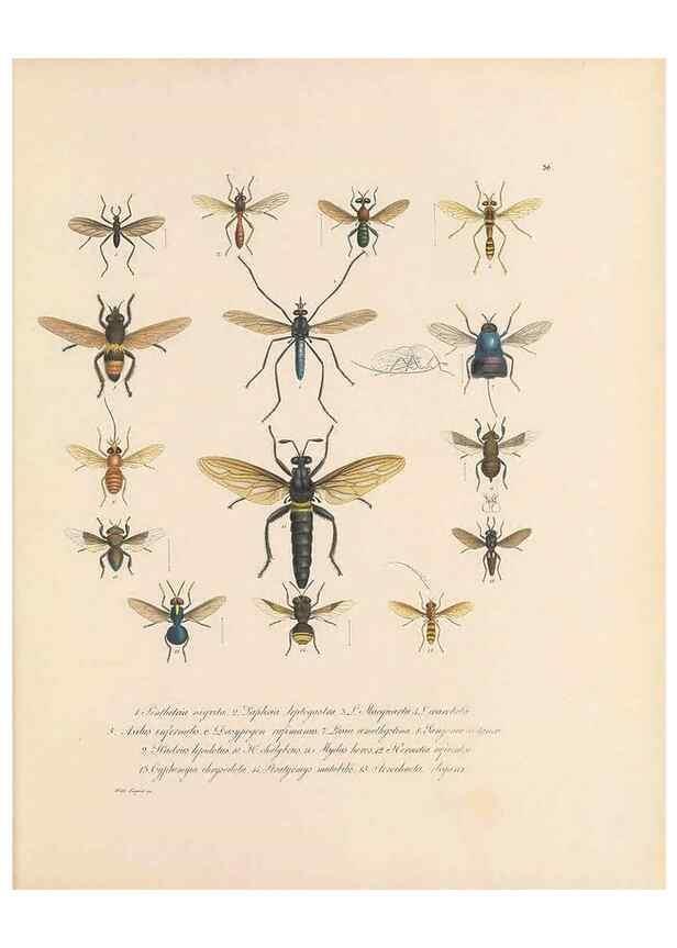 Reproducción/Reproduction 49431533707: Delectus animalium articulatorum :. Monachii :Impensis Editoris,1830-1834.. 