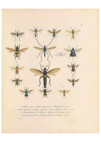 Reproducción/Reproduction 49431533707: Delectus animalium articulatorum :. Monachii :Impensis Editoris,1830-1834.. 