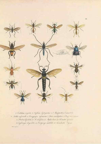 Reproducción/Reproduction 49431533707: Delectus animalium articulatorum :. Monachii :Impensis Editoris,1830-1834.. 
