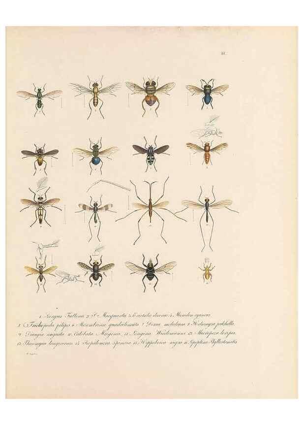 Reproducción/Reproduction 49431533997: Delectus animalium articulatorum :. Monachii :Impensis Editoris,1830-1834.. 