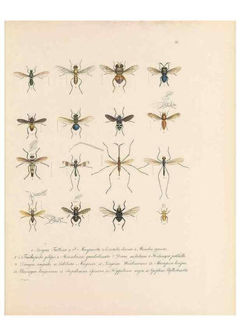 Reproducción/Reproduction 49431533997: Delectus animalium articulatorum :. Monachii :Impensis Editoris,1830-1834.. 
