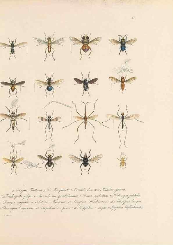 Reproducción/Reproduction 49431533997: Delectus animalium articulatorum :. Monachii :Impensis Editoris,1830-1834.. 