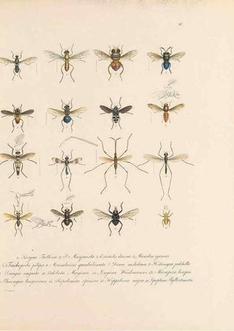 Reproducción/Reproduction 49431533997: Delectus animalium articulatorum :. Monachii :Impensis Editoris,1830-1834.. 