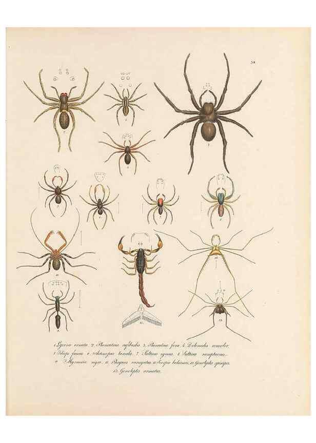 Reproducción/Reproduction 49431534657: Delectus animalium articulatorum :. Monachii :Impensis Editoris,1830-1834.. 