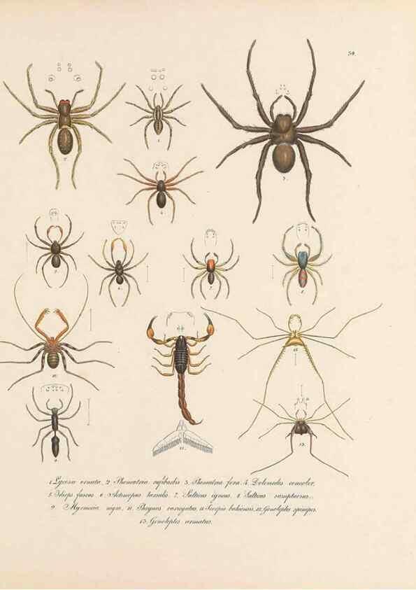 Reproducción/Reproduction 49431534657: Delectus animalium articulatorum :. Monachii :Impensis Editoris,1830-1834.. 