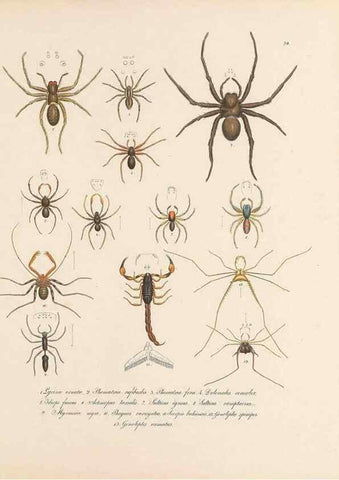Reproducción/Reproduction 49431534657: Delectus animalium articulatorum :. Monachii :Impensis Editoris,1830-1834.. 