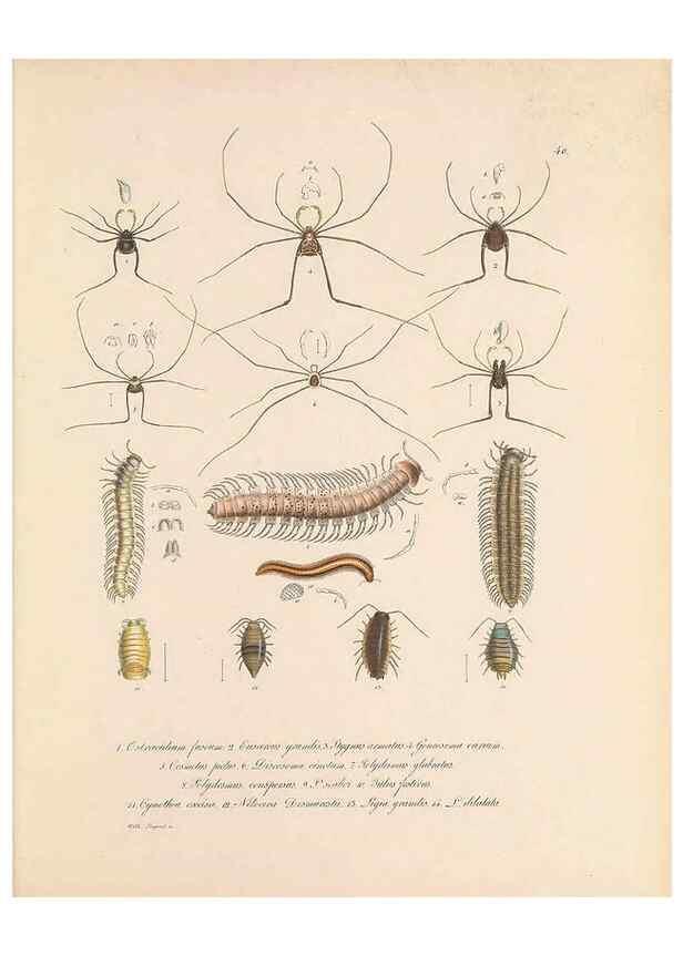 Reproducción/Reproduction 49431535017: Delectus animalium articulatorum :. Monachii :Impensis Editoris,1830-1834.. 