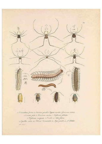 Reproducción/Reproduction 49431535017: Delectus animalium articulatorum :. Monachii :Impensis Editoris,1830-1834.. 