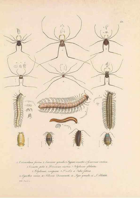 Reproducción/Reproduction 49431535017: Delectus animalium articulatorum :. Monachii :Impensis Editoris,1830-1834.. 