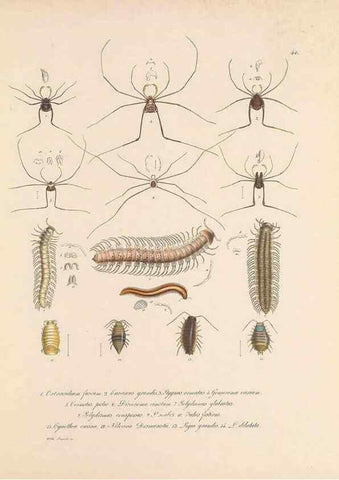 Reproducción/Reproduction 49431535017: Delectus animalium articulatorum :. Monachii :Impensis Editoris,1830-1834.. 
