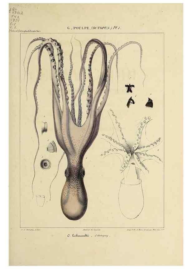 Reproducción/Reproduction 49434429158: Histoire naturelle, générale et particulière des céphalopodes acétabuifères viants, et fossiles :. Paris :Impr. de A. Lacour,1835-1848.. 