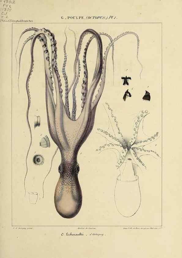 Reproducción/Reproduction 49434429158: Histoire naturelle, générale et particulière des céphalopodes acétabuifères viants, et fossiles :. Paris :Impr. de A. Lacour,1835-1848.. 