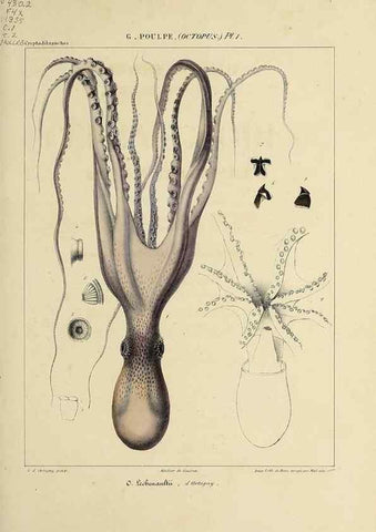 Reproducción/Reproduction 49434429158: Histoire naturelle, générale et particulière des céphalopodes acétabuifères viants, et fossiles :. Paris :Impr. de A. Lacour,1835-1848.. 