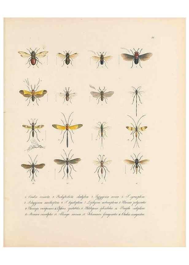 Reproducción/Reproduction 49430832198: Delectus animalium articulatorum :. Monachii :Impensis Editoris,1830-1834.. 