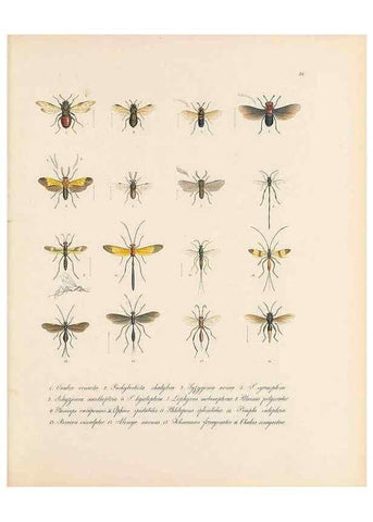 Reproducción/Reproduction 49430832198: Delectus animalium articulatorum :. Monachii :Impensis Editoris,1830-1834.. 