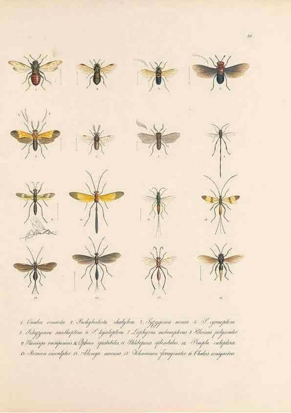 Reproducción/Reproduction 49430832198: Delectus animalium articulatorum :. Monachii :Impensis Editoris,1830-1834.. 