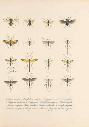 Reproducción/Reproduction 49430832198: Delectus animalium articulatorum :. Monachii :Impensis Editoris,1830-1834.. 