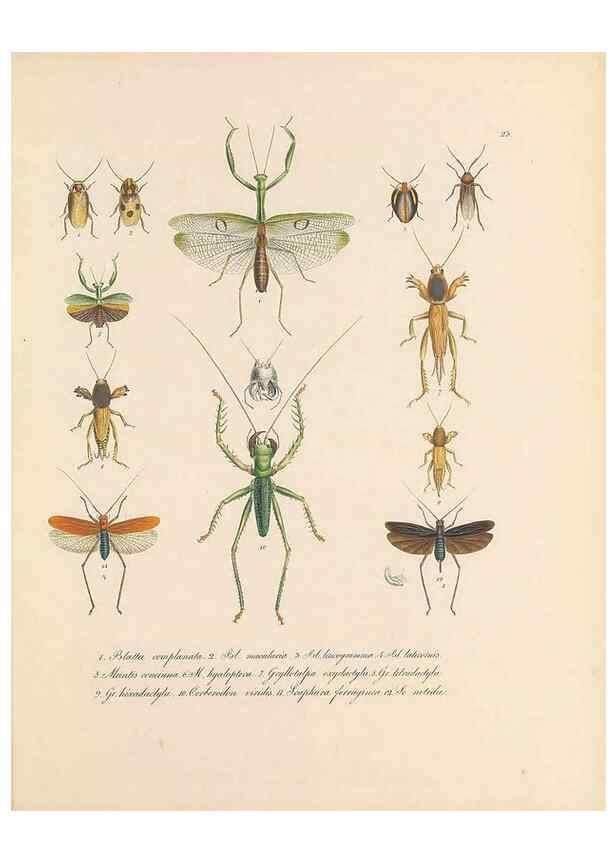 Reproducción/Reproduction 49431306226: Delectus animalium articulatorum :. Monachii :Impensis Editoris,1830-1834.. 