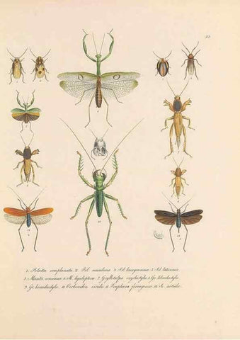Reproducción/Reproduction 49431306226: Delectus animalium articulatorum :. Monachii :Impensis Editoris,1830-1834.. 