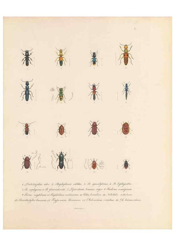 Reproducción/Reproduction 49431301676: Delectus animalium articulatorum :. Monachii :Impensis Editoris,1830-1834.. 