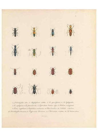 Reproducción/Reproduction 49431301676: Delectus animalium articulatorum :. Monachii :Impensis Editoris,1830-1834.. 