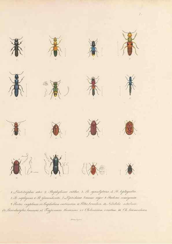 Reproducción/Reproduction 49431301676: Delectus animalium articulatorum :. Monachii :Impensis Editoris,1830-1834.. 