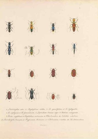 Reproducción/Reproduction 49431301676: Delectus animalium articulatorum :. Monachii :Impensis Editoris,1830-1834.. 