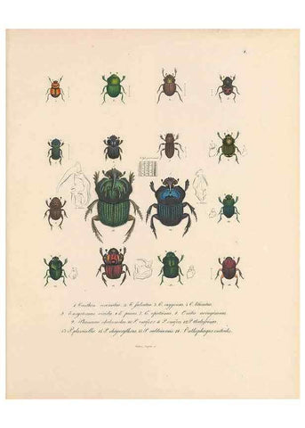 Reproducción/Reproduction 49431301986: Delectus animalium articulatorum :. Monachii :Impensis Editoris,1830-1834.. 