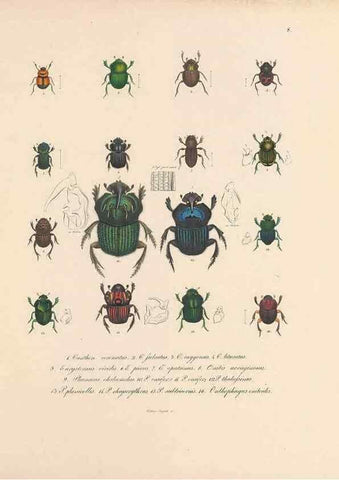 Reproducción/Reproduction 49431301986: Delectus animalium articulatorum :. Monachii :Impensis Editoris,1830-1834.. 