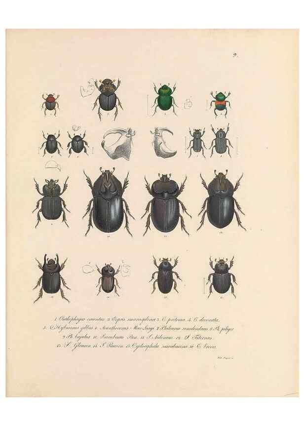 Reproducción/Reproduction 49430827318: Delectus animalium articulatorum :. Monachii :Impensis Editoris,1830-1834.. 