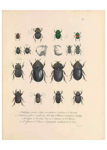 Reproducción/Reproduction 49430827318: Delectus animalium articulatorum :. Monachii :Impensis Editoris,1830-1834.. 