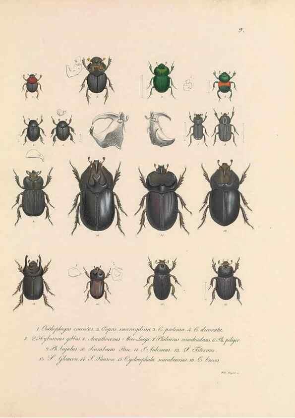 Reproducción/Reproduction 49430827318: Delectus animalium articulatorum :. Monachii :Impensis Editoris,1830-1834.. 