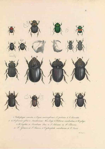 Reproducción/Reproduction 49430827318: Delectus animalium articulatorum :. Monachii :Impensis Editoris,1830-1834.. 