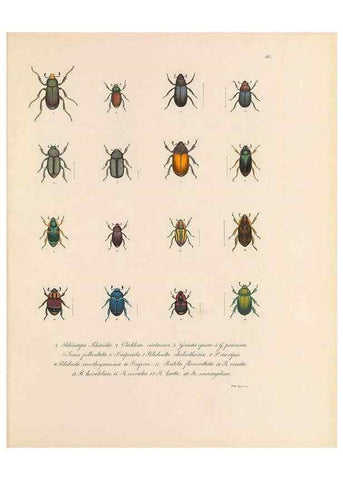 Reproducción/Reproduction 49430827533: Delectus animalium articulatorum :. Monachii :Impensis Editoris,1830-1834.. 
