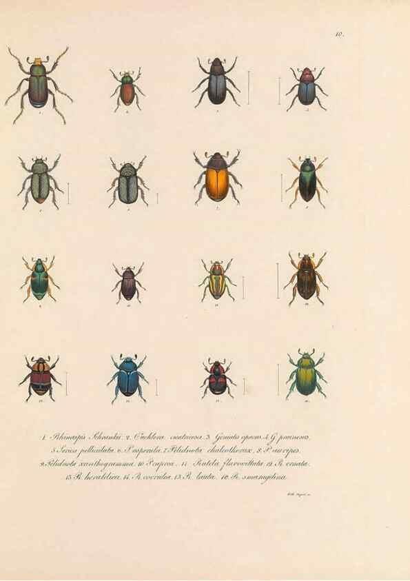 Reproducción/Reproduction 49430827533: Delectus animalium articulatorum :. Monachii :Impensis Editoris,1830-1834.. 