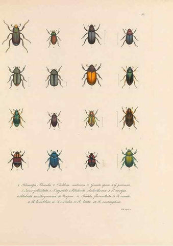Reproducción/Reproduction 49430827533: Delectus animalium articulatorum :. Monachii :Impensis Editoris,1830-1834.. 
