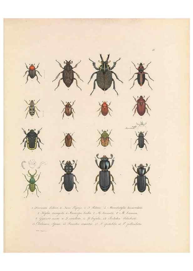 Reproducción/Reproduction 49430827868: Delectus animalium articulatorum :. Monachii :Impensis Editoris,1830-1834.. 