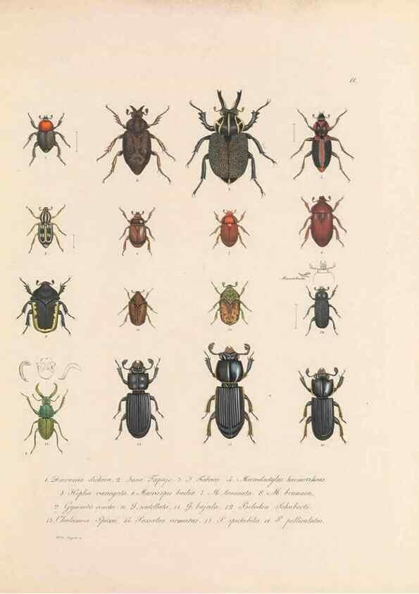 Reproducción/Reproduction 49430827868: Delectus animalium articulatorum :. Monachii :Impensis Editoris,1830-1834.. 