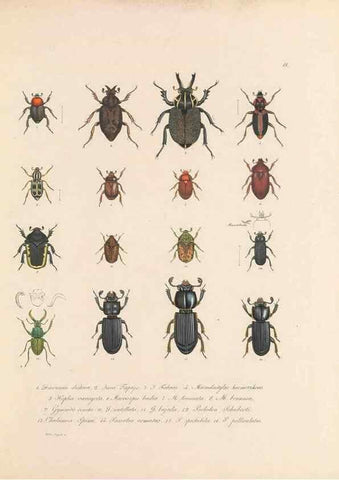 Reproducción/Reproduction 49430827868: Delectus animalium articulatorum :. Monachii :Impensis Editoris,1830-1834.. 