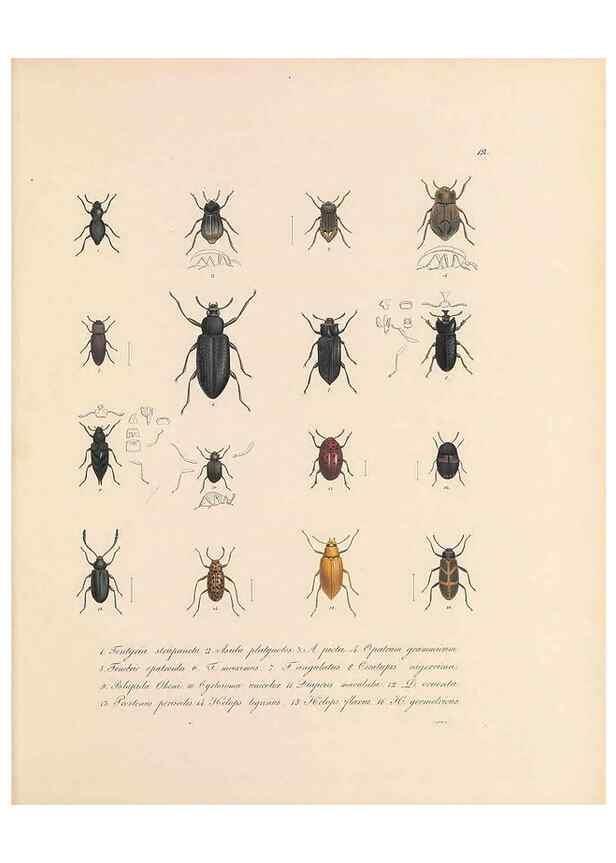 Reproducción/Reproduction 49430828258: Delectus animalium articulatorum :. Monachii :Impensis Editoris,1830-1834.. 