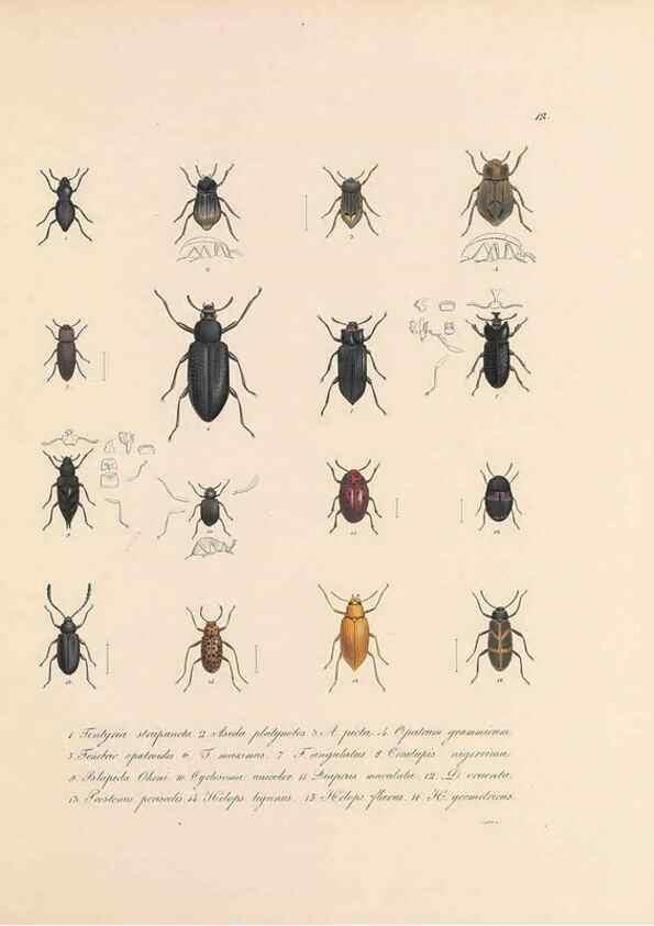 Reproducción/Reproduction 49430828258: Delectus animalium articulatorum :. Monachii :Impensis Editoris,1830-1834.. 